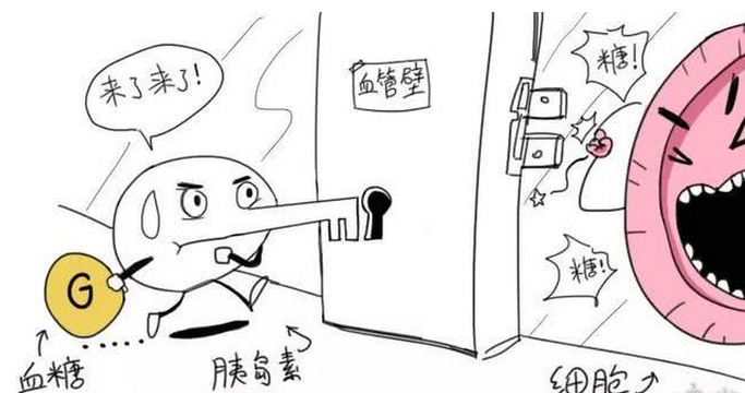如何解决治愈糖尿病的拦路虎---“胰岛素抵抗”现象